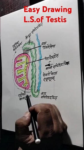 How to Draw L.S.of Testis ll Structure of Testis
