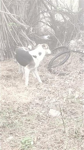 New Mating Max Dog Doggy