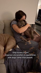 19K views · 75 reactions | It’s in the dictionary, look it up  #dog #americanbully #dogs #luluandtuktuk #puppy #staffy #dogtrovert #funnydog #dogsofinstagram | Lulu & Tuktuk | Facebook