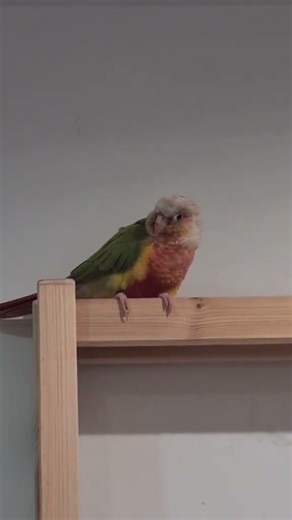 Happy belated 3rd gotcha, my tiny rainbow chicken ❤️