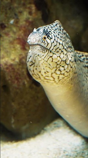 The Breathing Dragon of the Reef 🐉