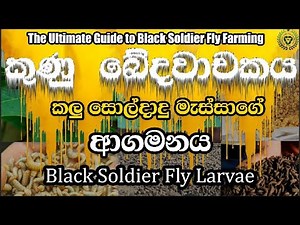 The Ultimate Guide to Black Soldier Fly Farming