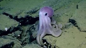 15K views · 543 reactions | Amazingly photogenic purple octopus  Source: https://www.youtube.com/watch?v=Kl5A7gHsoRc | Marine Biology News | Facebook