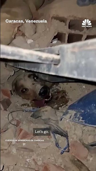 Firefighters pull dog from rubble of Venezuela earthquakes