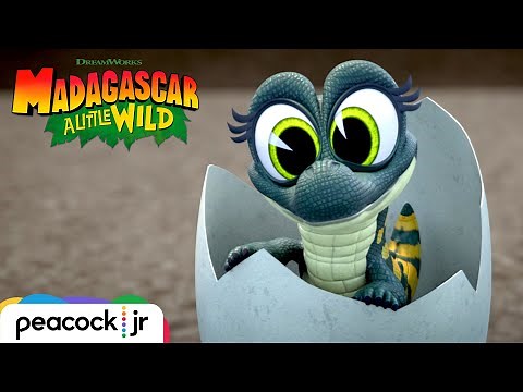 Ant'ney's Baby Alligator | MADAGASCAR A LITTLE WILD