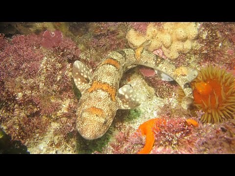 Facts: The Puffadder Shyshark