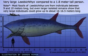 Leedsichthys ~ Detailed Information | Photos | Videos