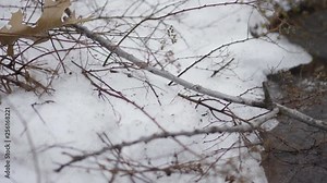 a verticle pan shot with shallow depth of field focus on shrubs, grash, dirt and snow