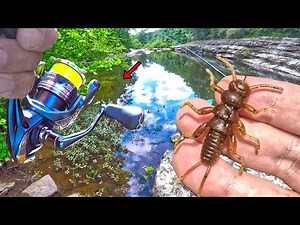 This Topwater Bug Is A Fish Magnet! Super Fun Way To Catch Loads Of Creek Fish!