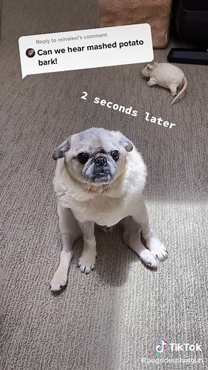 pugridesshotgun on TikTok