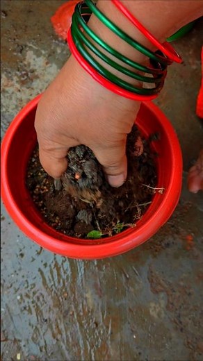 Planting Tulsi Seeds In My Garden #tulsi #nature #gardening
