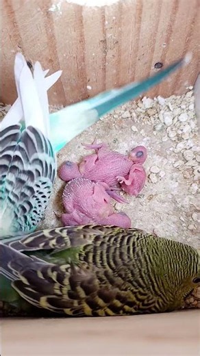 Baby parakeets being cared for by their parents #viralvideo #cutepets #australianparakeets