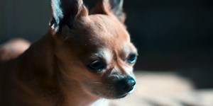 Funny Dog Videos 2021  It's time to LAUGH with Dog's life