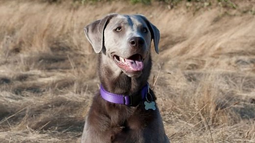 Color Dilution Alopecia And Silver Lab Dogs – What You Need To Know?