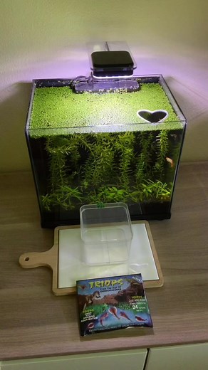 14K views · 108 reactions | Hatch triops w⧸ Me ✨ pt. 1 練 | Kaeli Maee 77 | Facebook