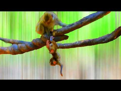 Rainbow makes a baby monkey fall from a tree