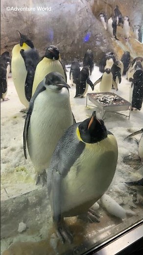 海獣館にて行列のできるもたれるスポットを発見🐧🐧🐧#エンペラーペンギン#アドベンチャーワールド