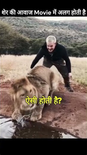 असली शेर की आवाज़ ऐसी होती है? 😱 #lionroar #shorts