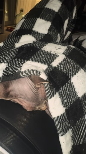 🤣 can’t even wear a pair of fuzzy pants, she bullied her way inside 😅 #sphynx #catsoftiktok #sphynxcat #cat #catsoftiktok
