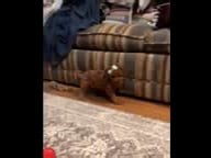 Keaton - Goldendoodle, Mini puppy for sale