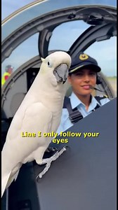 Flirty Parrot Steals Pilot's Heart on Taxiway #TalkingParrot #FlirtyBird #PilotLife #FunnyAnimals #ViralParrot | Talking Parrot