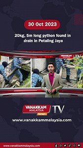 20kg, 5m long python found in drain in Petaling Jaya #latest #vanakkammalaysia #20kg #5mlongpython #found #drain #PetalingJaya #trendingnewsmalaysia #malaysiatamilnews #fyp #vmnews #foryoupage | Vanakkam Malaysia