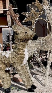 We have festive wildlife in front of the shop. You can light them up at night. We especially love the mossy-looking fawn on the left. Three styles of deer. If you go a block away, you can see real deer in the neighborhood. 🦌❤️🦌 | Shop Girl