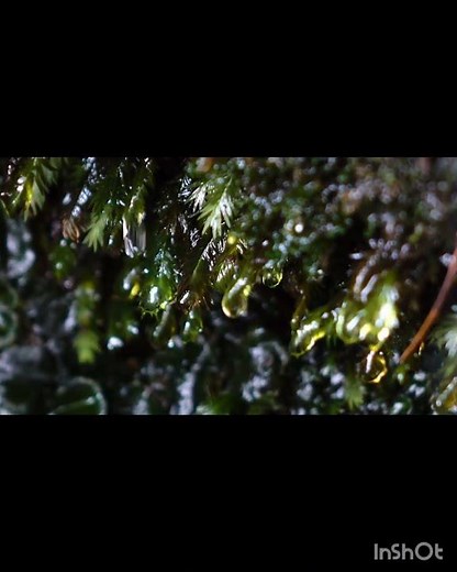 Bryophytes - The First Land Plants