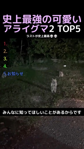 史上最強の可愛いアライグマ2 TOP5