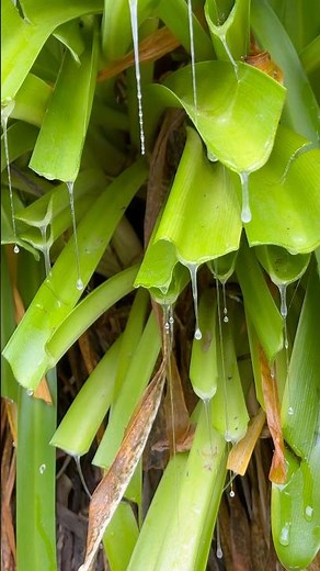 Trimming agapanthus