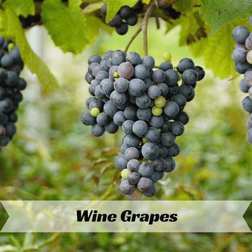 Wine Grape Seeds – Vitis Vinifera – Home Vineyard Planting - Etsy