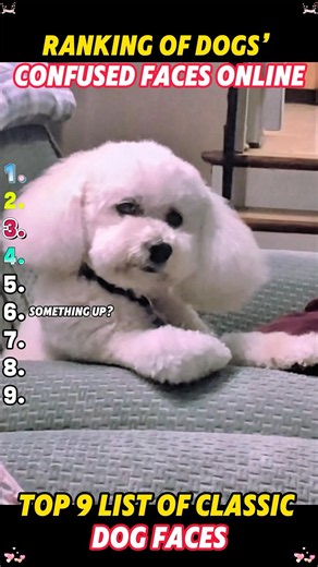 Their facial expressions tell the whole story before they even bark 🐶😂 #FunnyDogs #dog#DogComedy