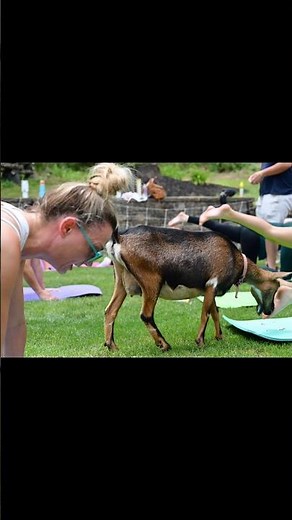 🐐Goat Yoga with Goldilockx Yoga #goatyoga #yogalife