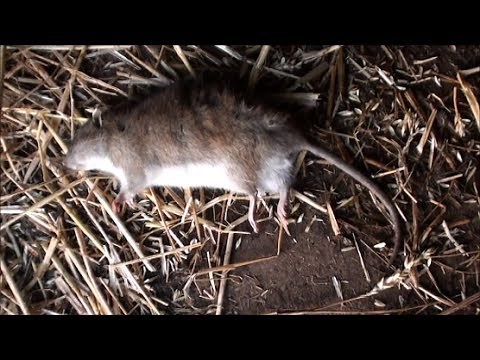 Poisoning rats on the farm with bait