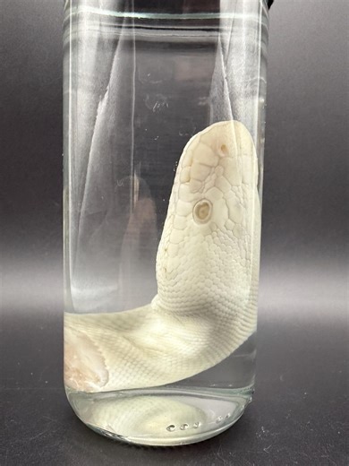 Ball Python Head Wet Specimen - Etsy