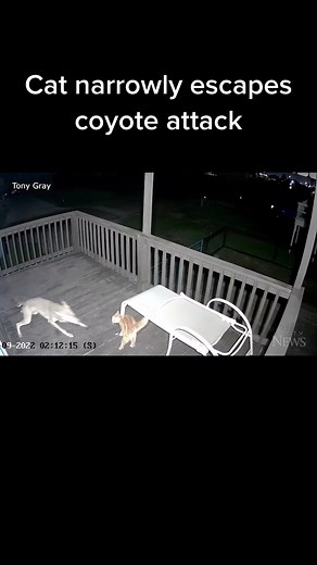 Video footage captured a terrifying encounter between a cat and a coyote in Texas. #mustsee #watchthis #cat #coyote #wildlife #news