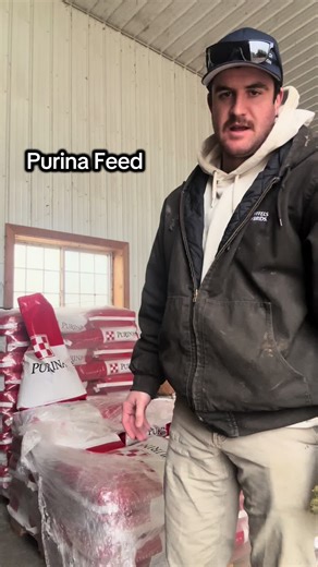 Cattle Feeding Tips for Effective Feedlot Management