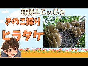 【ヒラタケ収穫方法】～ヒラタケの取り方、生えてる場所などを紹介するよ～ きのこ発見、平茸、ひらたけ、ヒラタケ採る！