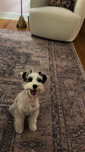 Puppy Playtime: Fetching Fun Down the Hallway