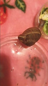 Mr noodle and miss Miso! :3 ♡ #silly #snail #cutecore #puppeteer #cuteee