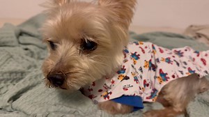 EJ has been sniffing around the house for Sarah. He knows that she is missing. But he managed to fix his bed tonight, and it’s now time to try and get some rest. Goodnight, Friends. And Goodnight in heaven, Baby Sarah. We miss you already, baby girl ❤️ | Twinki Gurl