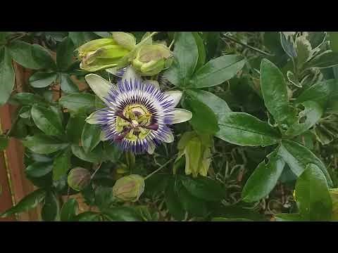 Passiflora caerulea (Blue Passionflower)