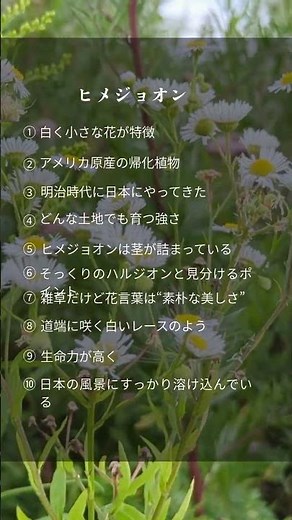 ヒメジョオン#野草 #雑草の力 #自然の知恵 #植物の雑学 #癒し動画 #学べる動画