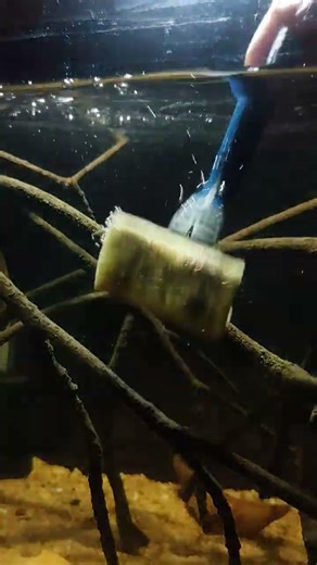 aquarium setup maintenance #aquarium #feeds