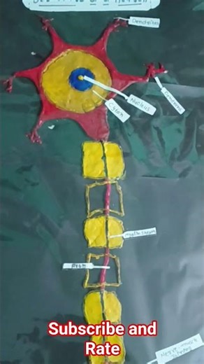structure of neuron#schooltime #schoolproject #diy#scuence project
