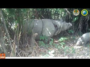 Javan Rhino