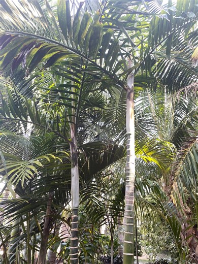 Rare Chrysalidocarpus Lanceolata Palm, Easy Care Clustering Live Plant, Florida Grown - Bundle of 3