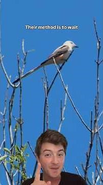 The Scissor-tailed Flycatcher: The Plains Bird of Paradise