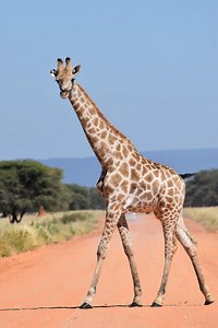 300  Cute Giraffe Names & Ideas