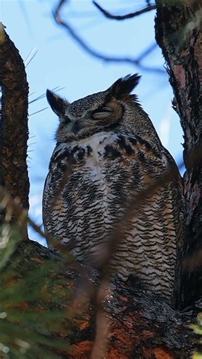 Great Horned Owl in Tree sleeping and then looks at me